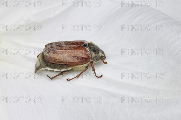 Cockchafer, field cockchafer (Melolontha melolontha), female on a clematis flower, Wilnsdorf, North Rhine-Westphalia, Germany