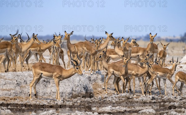 Herd of impala (Aepyceros melampus) at a waterhole, black heeler antelope, Nxai Pan National Park, Botswana