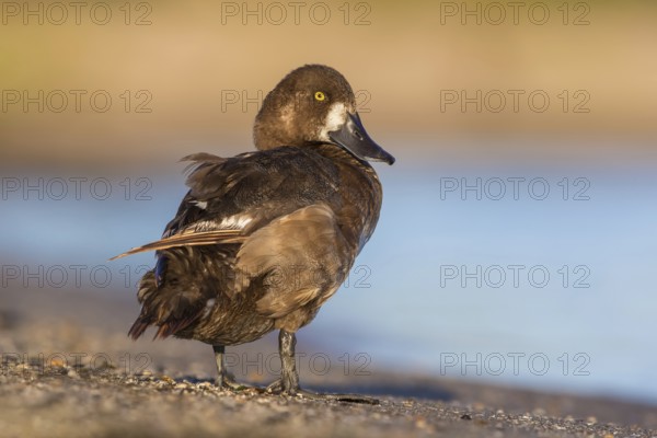 Greater Scaup (Aythya marila) female, Poland