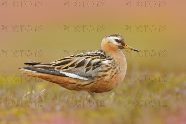 Grey Phalarope, Phalaropus fulicarius, orange and brown water bird in the grass nature habitat, Longyaerbyen, Svalbard, Norway. Wildlife scene from nature