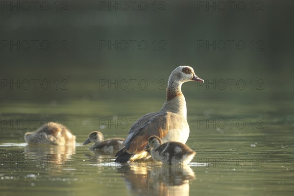 Egyptian goose (Alopochen aegyptiaca) adult bird with young in the water in a gravel pit, Allgäu, Bavaria, Germany, Allgäu, Bavaria, Germany