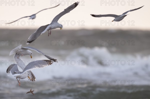 Herring gulls (Larus argentatus) in flight over the surf fighting over a captured starfish, Hvide Sande, North Sea, Denmark