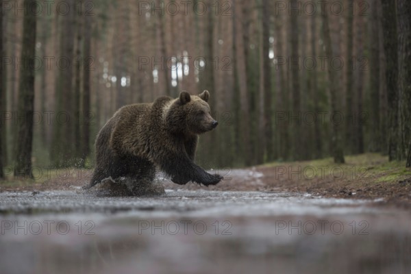 The crossing... European brown bear (Ursus (genus) arctos), young bear crossing a forest path at a fast pace, running through a puddle so that the water splashes up high, series animal cubs, native nature, Central Europe