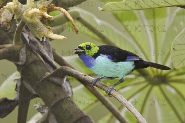 Paradise Tanager (Tangara chilensis), Ecuador