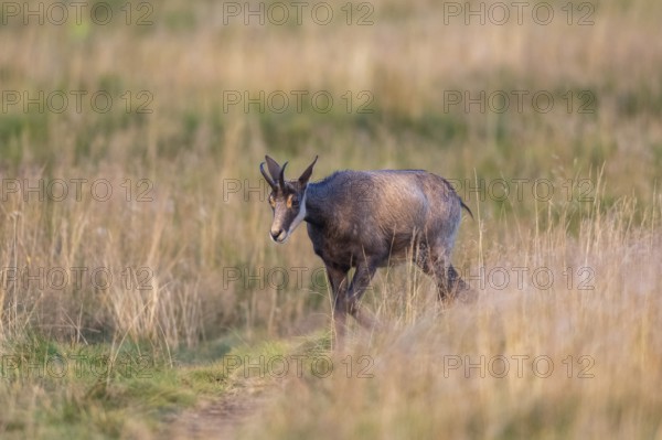 Chamois (Rupicapra rupicapra) on a meadow in the Vosges Mountains, wildlife, France