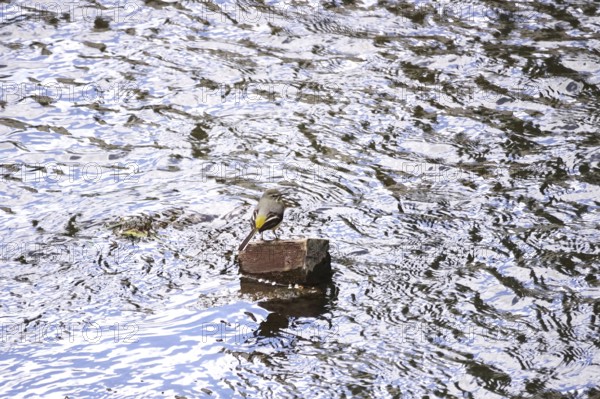 Grey wagtail, Bavaria, May, Germany
