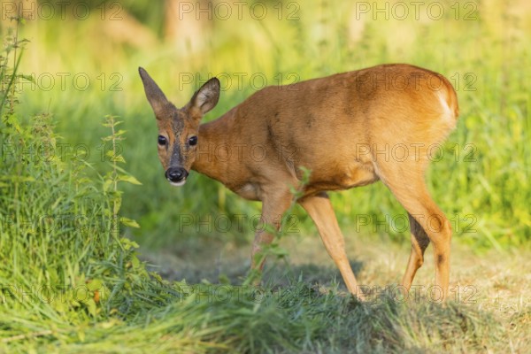 Roe deer (Capreolus capreolus) standing on a meadow, Hesse, Germany