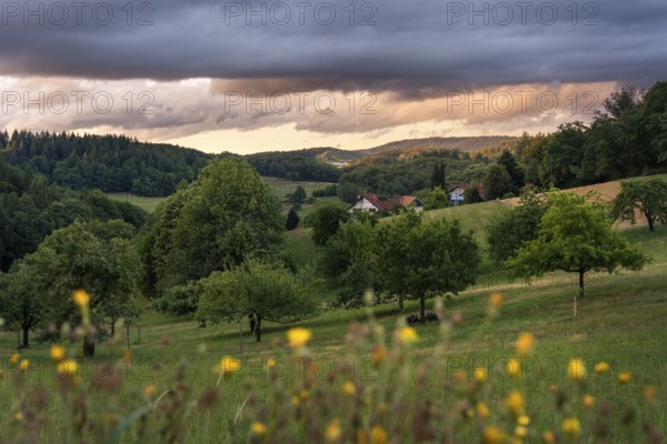 The village of Lampenhain in the Odenwald, landscape with trees, meadows, forest and hills. Sunset. Lampenhain, Heiligkreuzsteinach, Odenwald, Baden-Württemberg, Germany