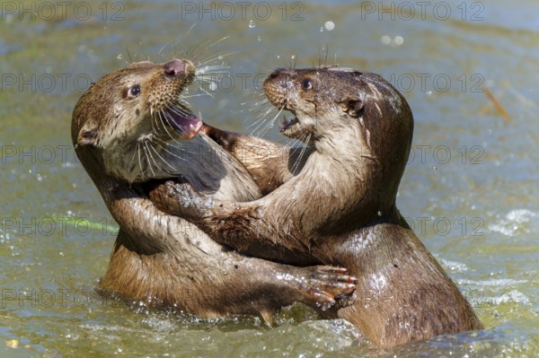 Two otters playfully hugging in the water, European otter (Lutra lutra) Germany