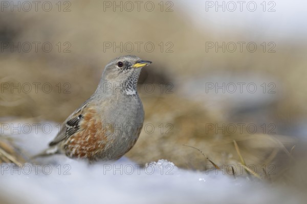 Not very shy... Alpine accentor (Prunella collaris), typical bird in the Alps, lives all year round in the mountains, is quite conspicuous, about the size of a lark, widespread, Alps, Valais, Switzerland, Western Europe