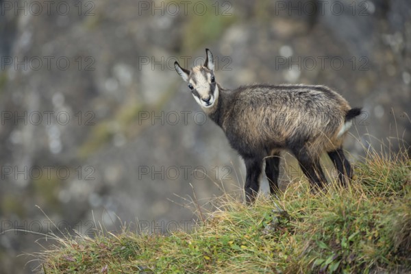On the precipice... Chamois (Rupicapra rupicapra), young chamois, young fawn, chamois fawn standing on the edge of a slope in the middle of high alpine vegetation in the Alps, very natural picture, natural environment, late summer in the mountains, series animal children, native nature, Alps, High Alps, Bernese Oberland, Switzerland, Western Europe