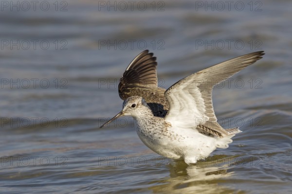 Teichwasserläufer, Marsh Sandpiper, Tringa stagnatilis, Chevalier stagnatile, Archibebe Fino