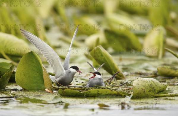 Whiskered Tern (Chlidonias hybrida) male feeds female on nest, Danube Delta, Romania