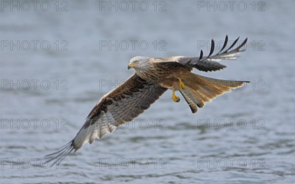 Rotmilan, lat. Milvus milvus, Altvogel im Flug niedrig über der Wasseroberfläche