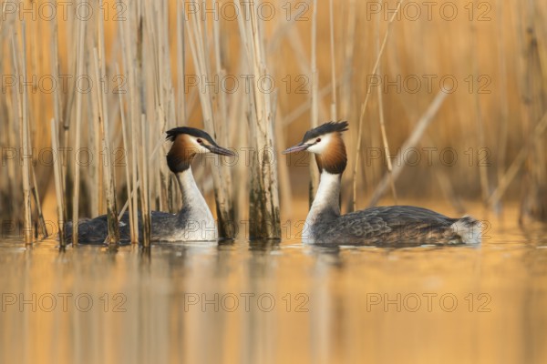 Great Crested Grebe (Podiceps cristatus) pair displaying, North Rhine-Westphalia, Germany