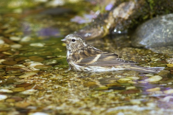 Common Redpoll (Acanthis flammea) juvenile bathing in stream, Mecklenburg-Western, Pomerania, Germany