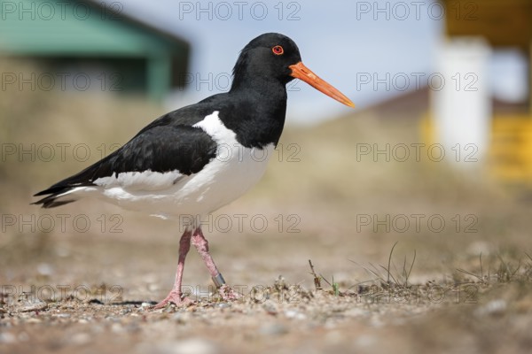 Eurasian Oystercatcher (Haematopus ostralegus), Schleswig-Holstein, Germany