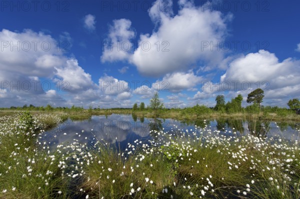 Tussock cottongrass (Eriophorum vaginatum) flowering in bog, Goldenstedter Moor, Lower Saxony, Germany