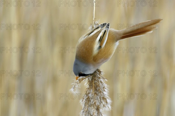 Bearded Reedling (Panurus biarmicus) male feeding on reed, Mecklenburg-Western, Pomerania, Germany