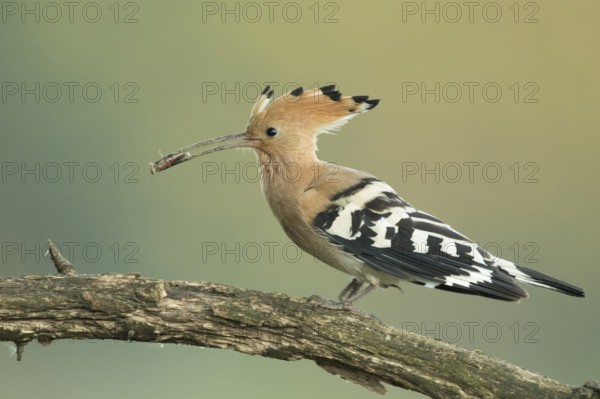 Eurasian Hoopoe (Upupa epops) perched on a branch with incect in its beak, Serbia
