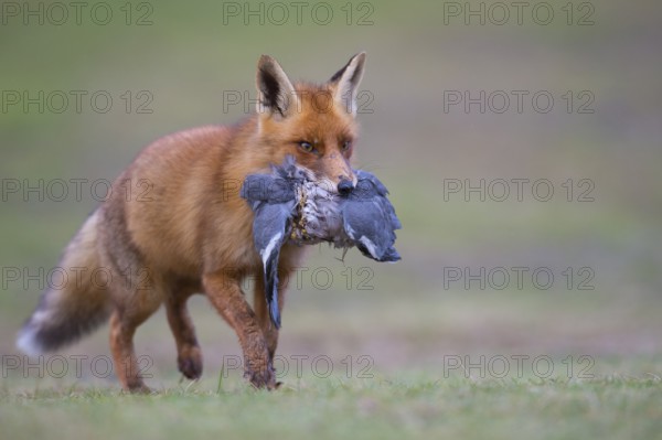 Red Fox (Vulpes vulpes) adult feeds on Common Wood Pigeon (Columba palumbus), Netherlands