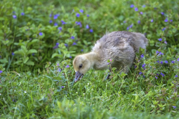 Greylag Goose (Anser anser) chick foraging, Mecklenburg-Western Pomerania, Germany