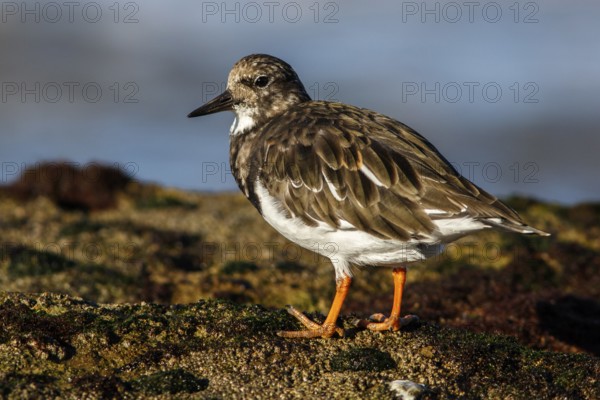 Ruddy Turnstone (Arenaria interpres) on rocks, Asturias, Spain