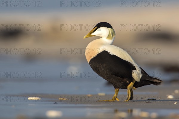 Common Eider (Somateria mollissima) male, Schleswig-Holstein, Germany