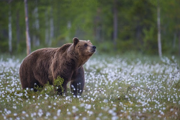Eurasian Brown Bear (Ursus arctos) male in white cottongrass meadow, Finland