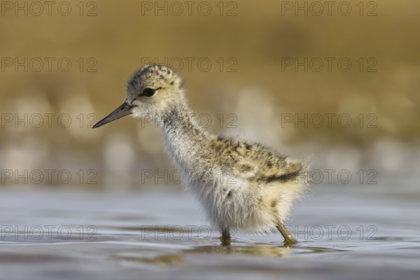 Black-winged Stilt (Himantopus himantopus) chick foraging, North Rhine-Westphalia, Germany