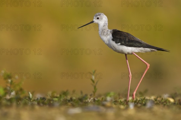 Black-winged Stilt (Himantopus himantopus) female foraging, North Rhine-Westphalia, Germany