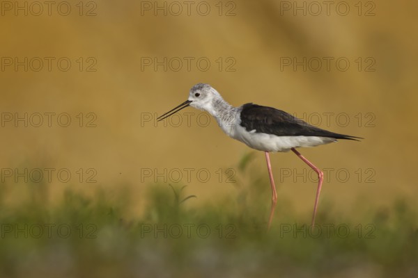 Black-winged Stilt (Himantopus himantopus) female foraging, North Rhine-Westphalia, Germany