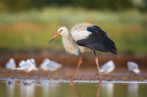 White Stork (Ciconia ciconia) foraging in shallow water, Saxony-Anhalt, Germany