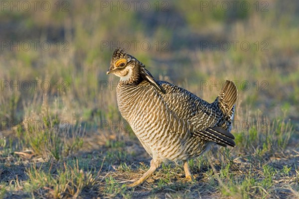 Lesser Prairie-Chicken Tympanuchus pallidicinctus Milnesand, New Mexico, United States 11 May Adult Male displaying Phasianidae