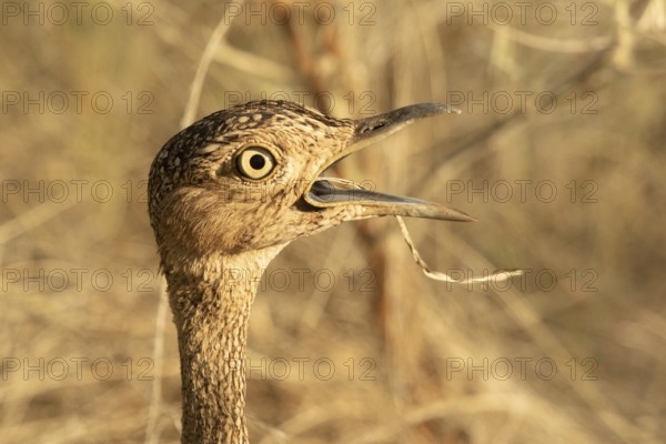 Buff-crested Bustard (Lophotis gindiana), Samburu, Kenya