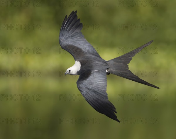 Swallow-tailed Kite (Elanoides forficatus) flying, Florida, USA