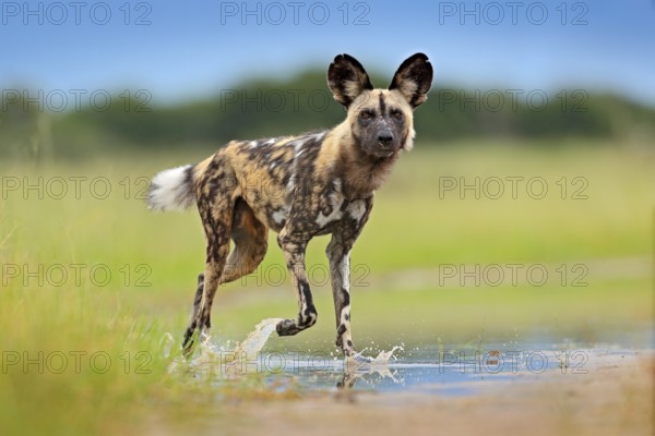 Wildlife from Zambia, Mana Pools. African wild dog, walking in the water on the road. Hunting painted dog with big ears, beautiful wild animal. Safari in Africa. Wild dog face portrait