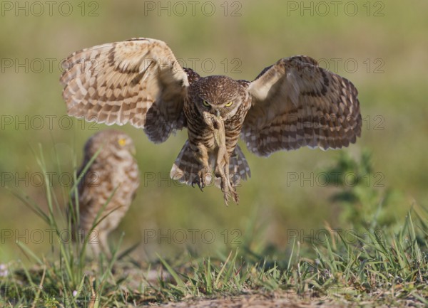 Burrowing Owl (Athene cunicularia) flying with prey in its beak, Florida, USA