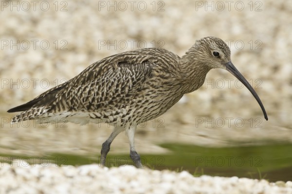 Eurasian Curlew (Numenius arquata), Norfolk, United Kingdom