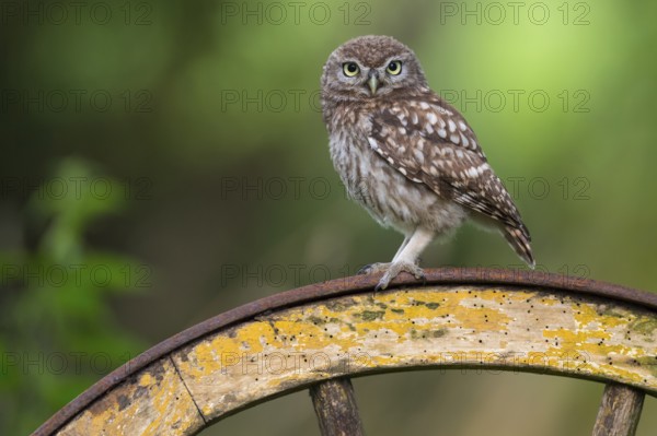 Little Owl (Athene noctua) perched on an old wagon wheel, Lower Saxony, Germany