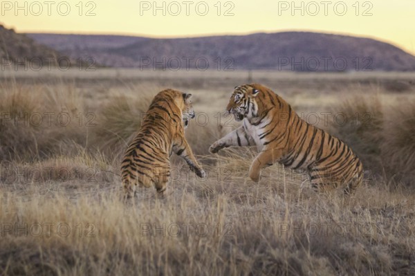 Bengal Tiger (Panthera tigris) two females fighting, captive, Philippolis, South Africa