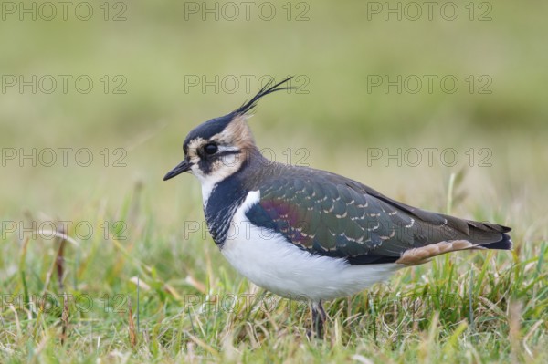 Northern Lapwing (Vanellus vanellus), Texel, Netherlands