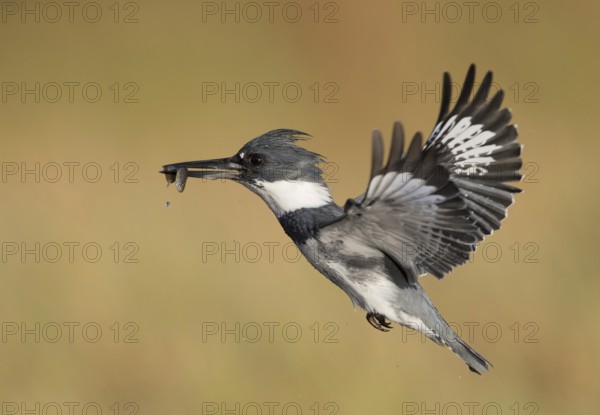 Belted Kingfisher (Megaceryle alcyon) male flying with fish prey in its beak, Florida, USA