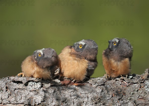 Northern Saw-whet Owl (Aegolius acadicus) juvenile, Saskatchewan, Canada