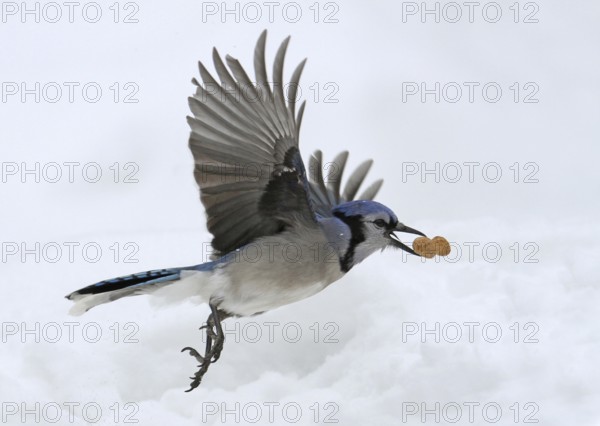 Blue Jay (Cyanocitta cristata), Saskatchewan, Canada