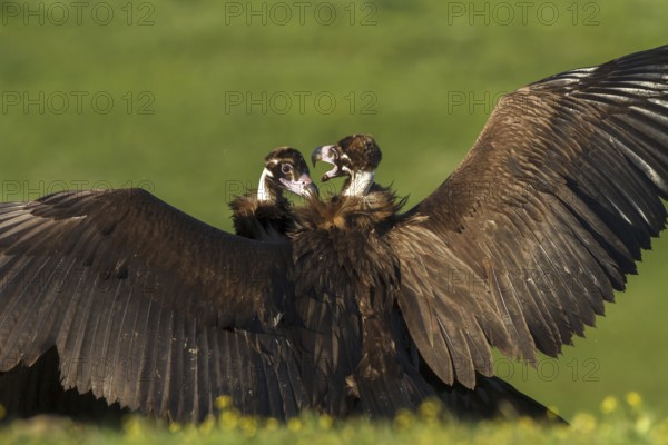 Cinereous Vulture (Aegypius monachus), Castile-La Mancha, Spain