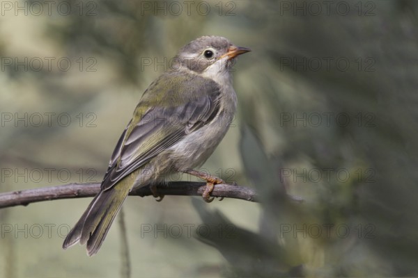 Brown-headed Honeyeater (Melithreptus brevirostris) juvenile, Australian Capital Territory, Australia
