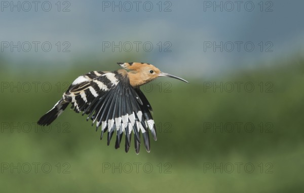 Eurasian Hoopoe (Upupa epops) flying, Aosta Valley, Italy