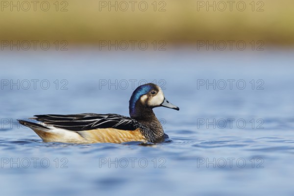 Chiloe Wigeon (Anas sibilatrix) swimming on a small pond in the Falkland Islands