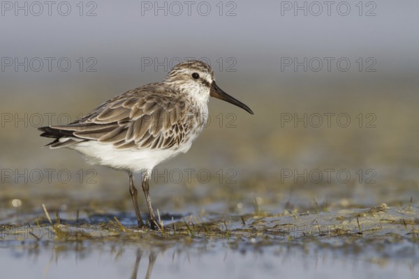Broad-billed Sandpiper (Calidris falcinellus), Oman